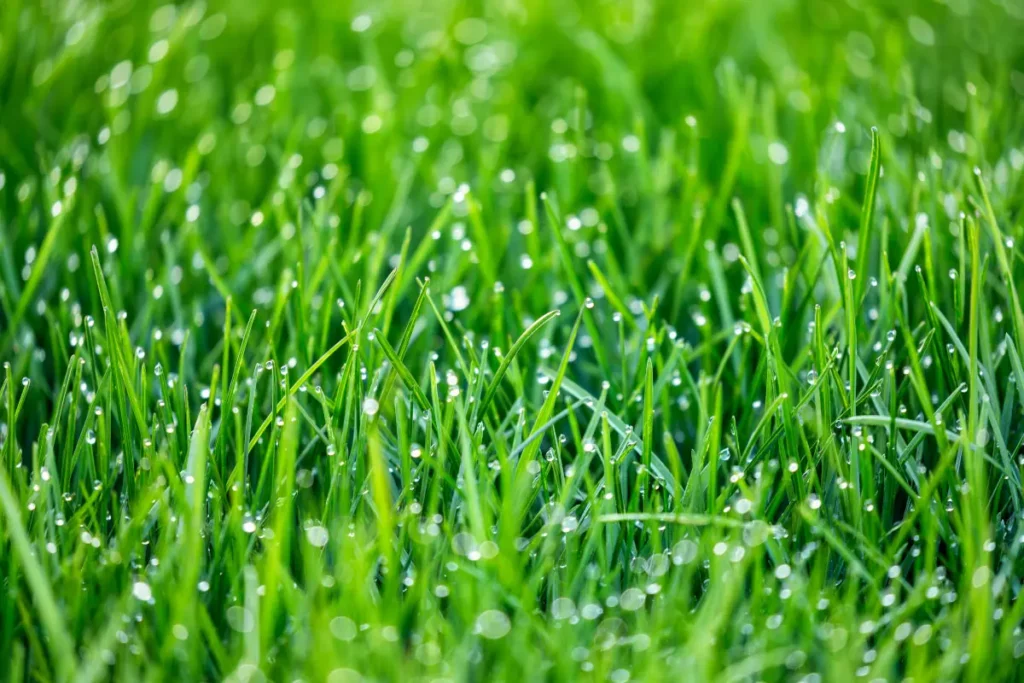 A beautiful grass lawn, professional landscape